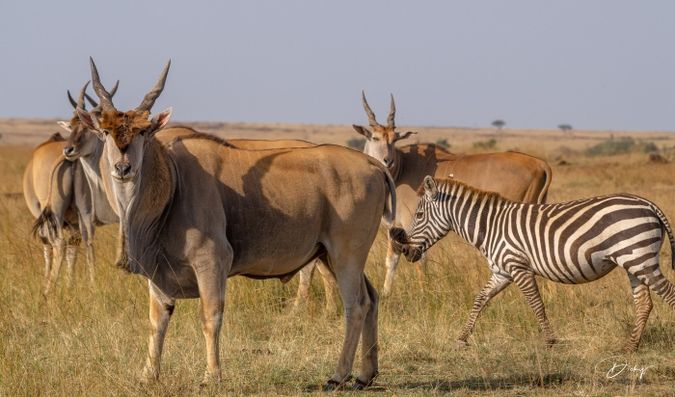 DSC_2441 Africa, Africa V, Antilope, Elai, Kenya, Masai Mara