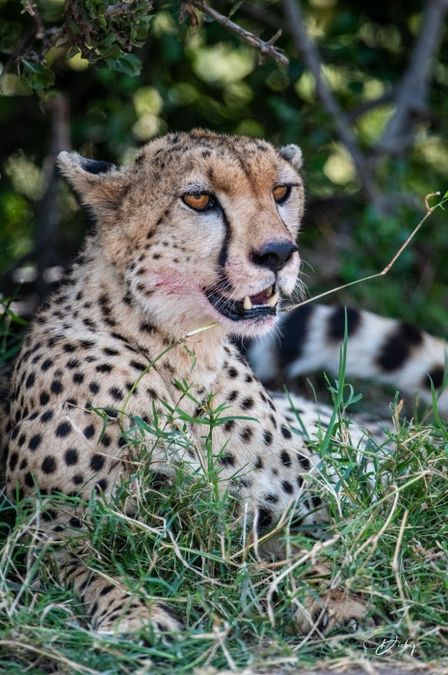 DSC_0955-2 Africa, Africa V, Cheetah, Kenya, Masai Mara.jpg