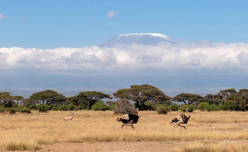 _DSC0102 Ambosseli, Avestruz, Kenya, Monte Kilimanjaro.jpg