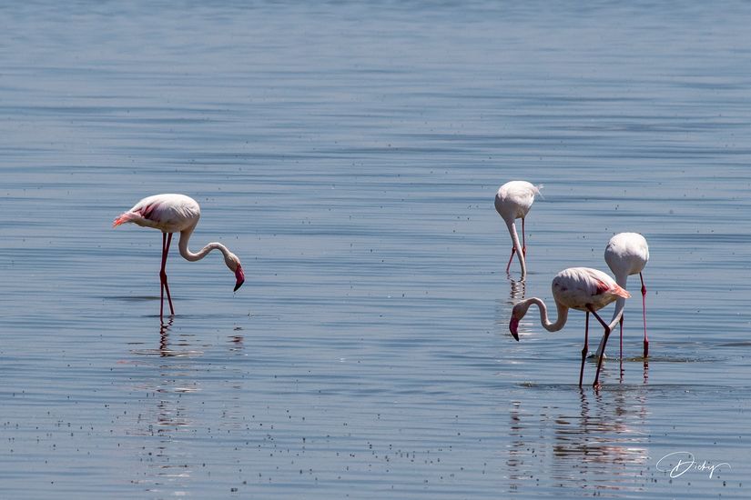 _DSC8810 Ambosseli, flamingo, Kenya.jpg