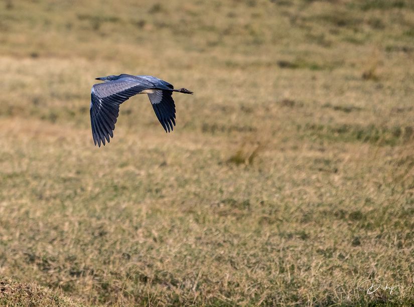 DSC_2512 Heron Africano, Kenya, Masai Mara.jpg