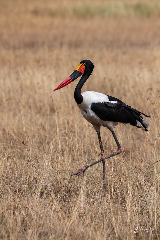 DSC_3150-2 jabiru africano, Kenya, Masai Mara.jpg