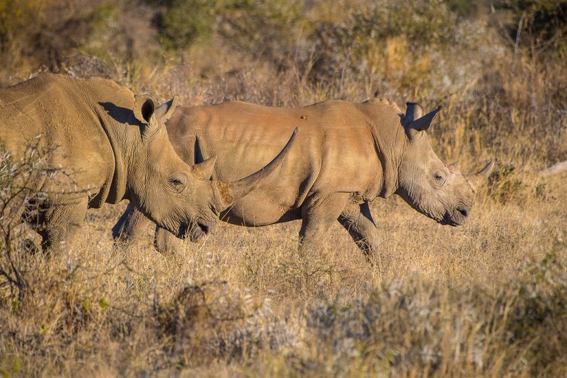 DSC_4636 Africa V, Rinoceronte, Sur Africa.jpg
