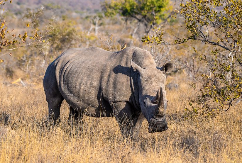 DSC_5123-2 Africa V, Rinoceronte, Sur Africa.jpg