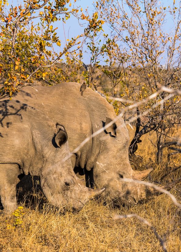 DSC_6245 Africa V, Rinoceronte, Sur Africa.jpg
