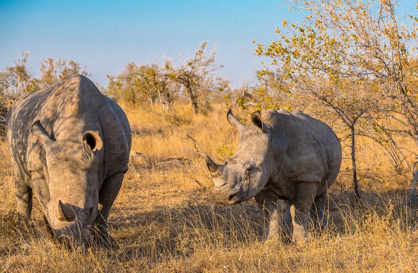DSC_6258 Africa V, Rinoceronte, Sur Africa.jpg