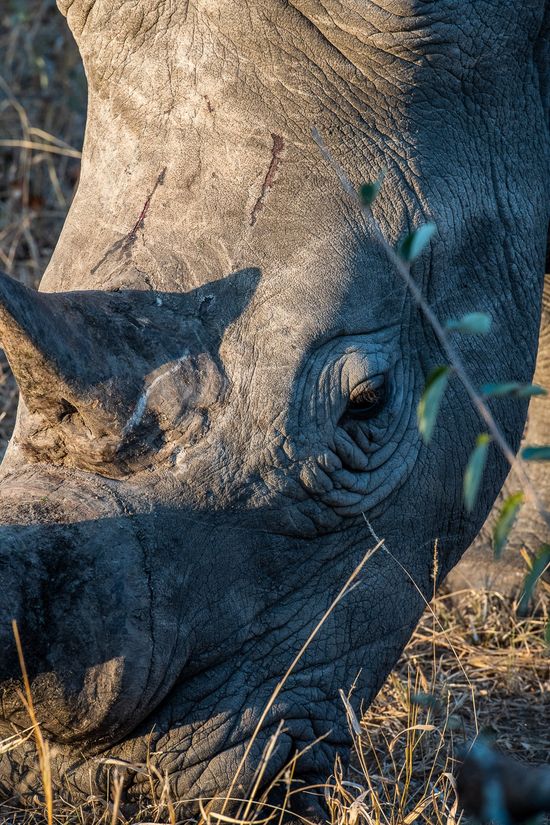 DSC_6501 Africa V, Rinoceronte, Sur Africa.jpg