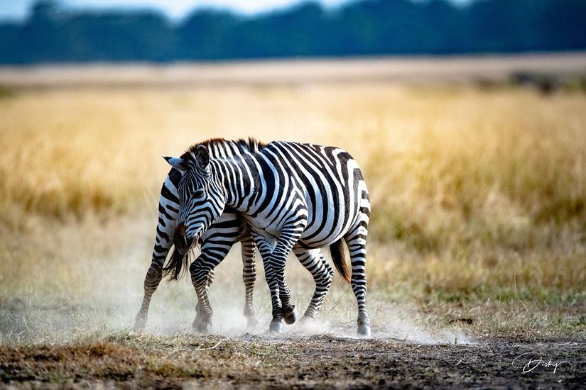 DSC_0527 Africa V, Kenya, Masai Mara, Zebras peleando.jpg