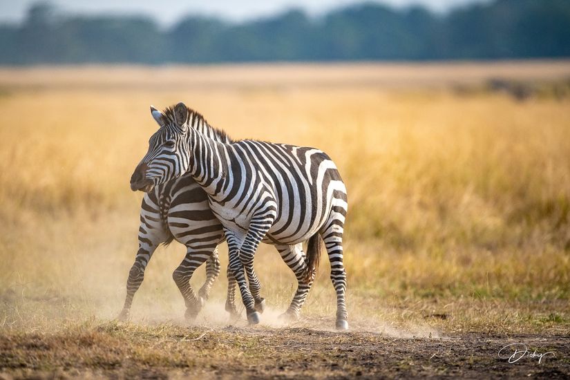 DSC_0528 Africa V, Kenya, Masai Mara, Zebras peleando.jpg