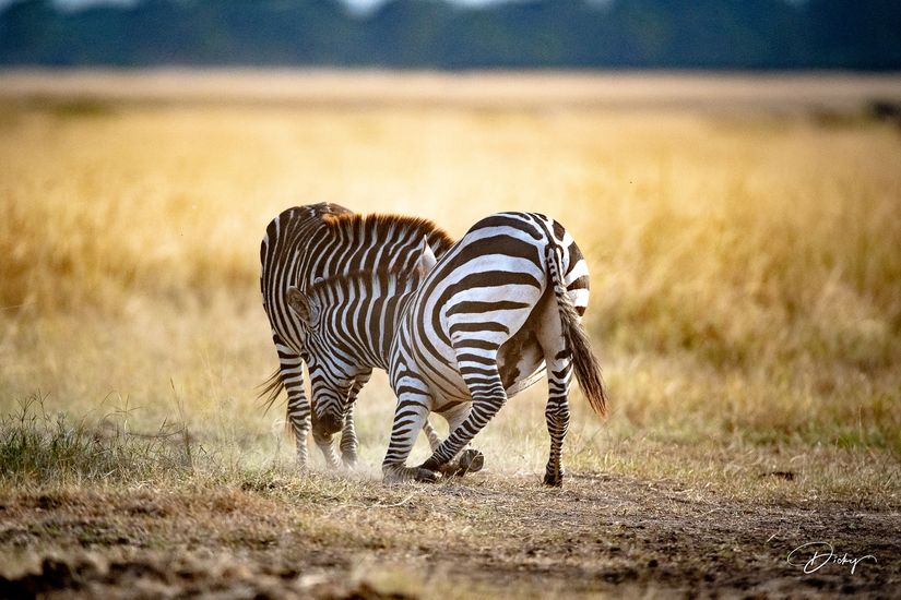 DSC_0532 Africa V, Kenya, Masai Mara, Zebras peleando.jpg