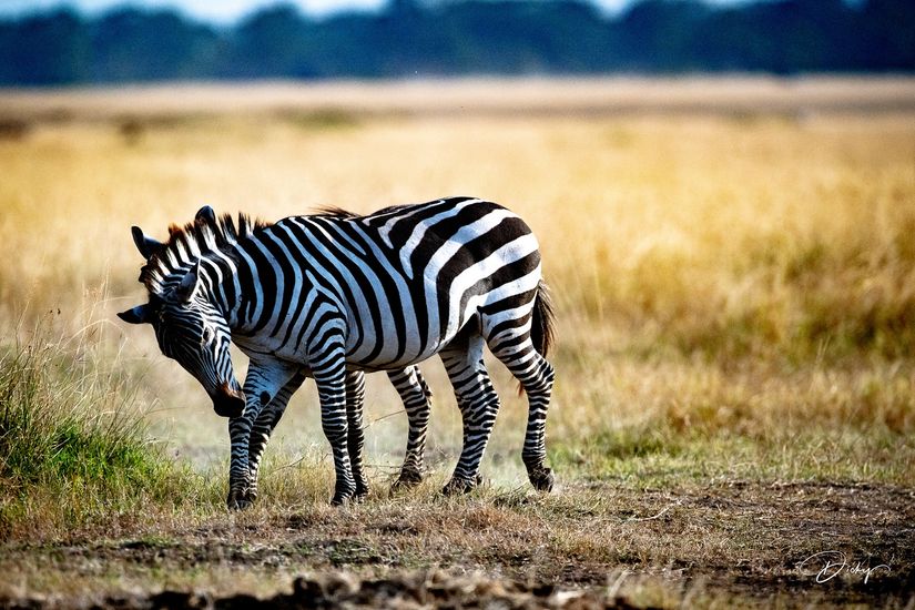 DSC_0537 Africa V, Kenya, Masai Mara, Zebras peleando.jpg