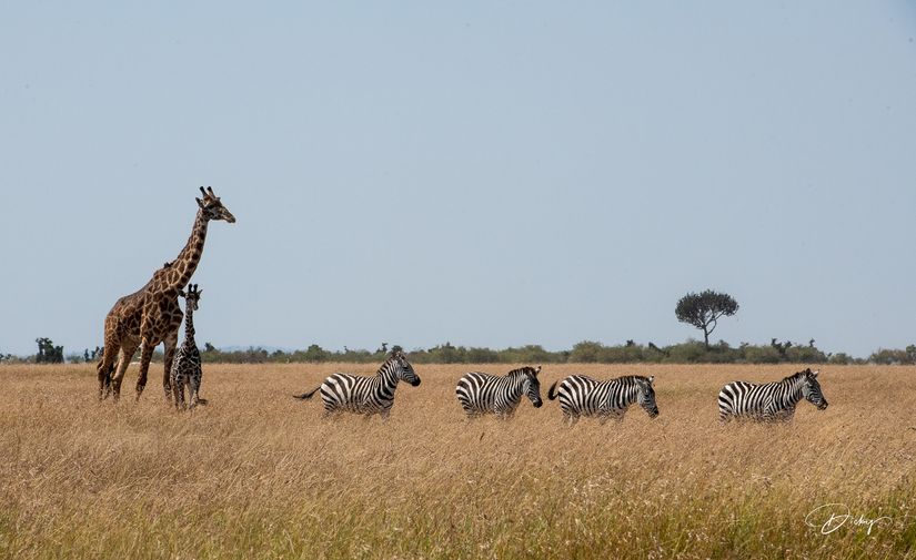 DSC_3600-2 Africa V, Jirafa, Kenya, Masai Mara, Zebra.jpg