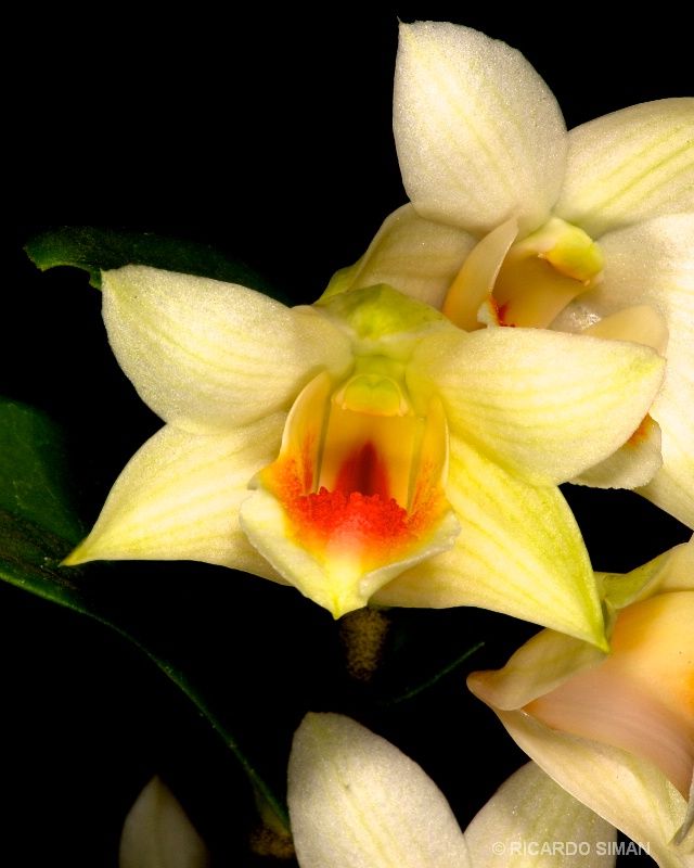 dsc 3718. Dendrobium sp.