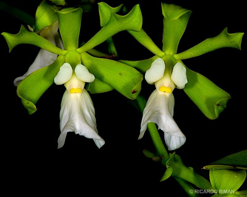 dsc 3701. Encyclia cordigera var. alba