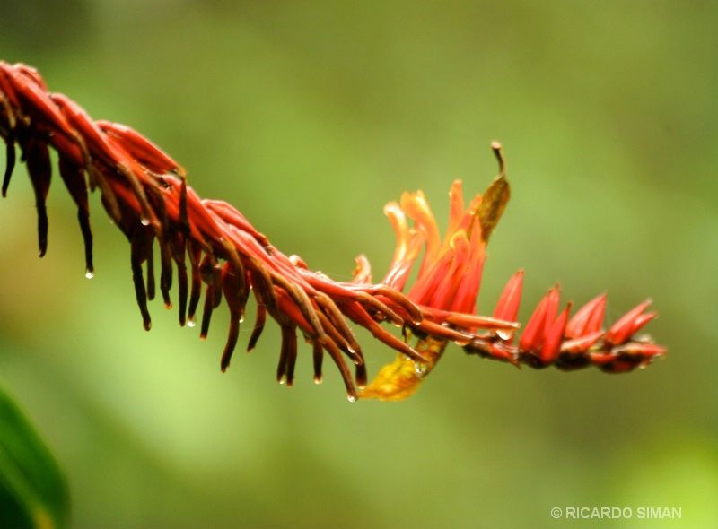 Reserva Monteverde en Costa Rica. 
