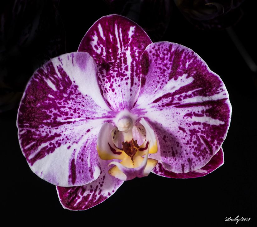 dsc 8222 Phalaenopsis