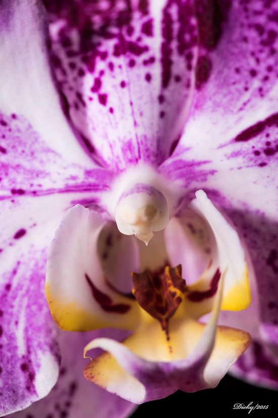 dsc 8223 Phalaenopsis