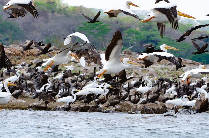 DSC_1086 Aves, cormoran < bush, El Salvador, isla de los