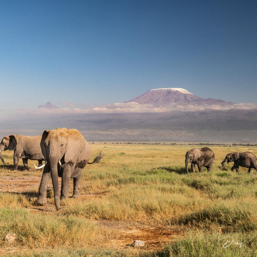 _DSC0140 Africa, Africa V, Ambosseli, Elefante, Kenya, Monte