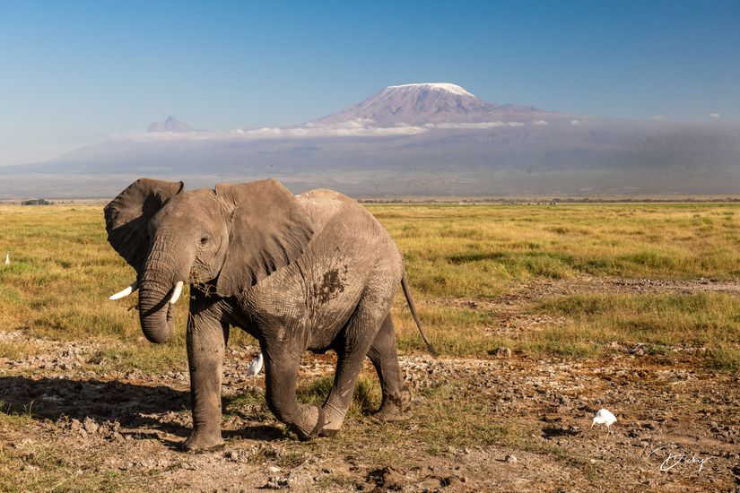 _DSC0213 Africa, Africa V, Ambosseli, Elefante, Kenya, Monte