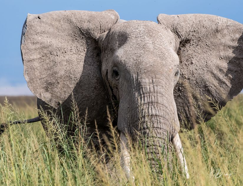 _DSC8491 Africa, Africa V, Ambosseli, Elefante, Kenya.jpg