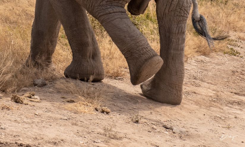 DSC_0260-2 Africa, Africa V, Ambosseli, Elefante, Kenya.jpg