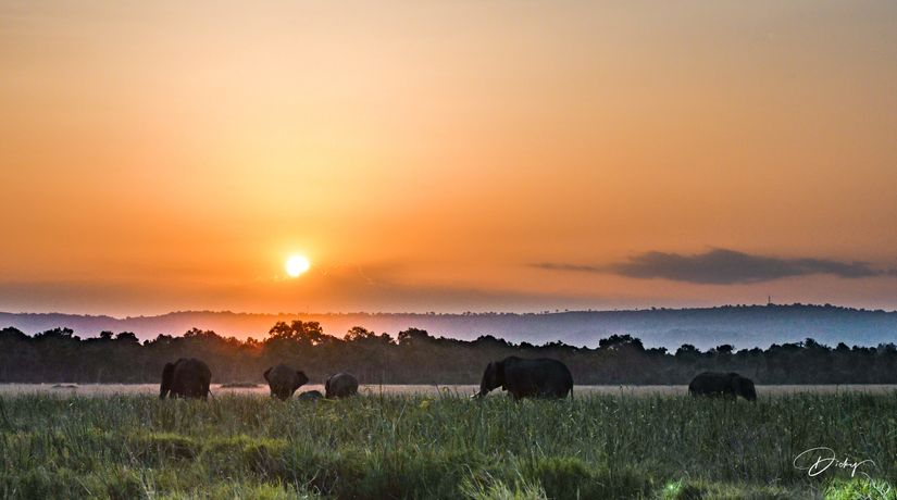 DSC_4767-2-HDR Africa, Africa V, Elefante, Kenya, Masai Mara