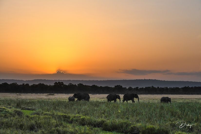 DSC_4781 Africa, Africa V, Elefante, Kenya, Masai Mara, Pais