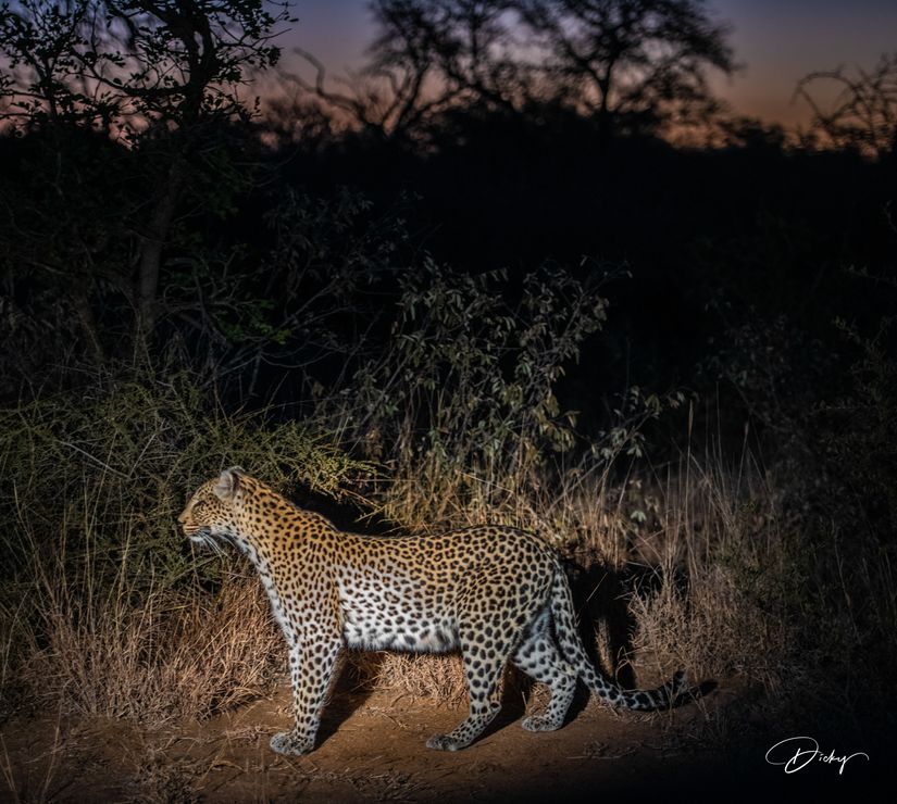 DSC_5965 Africa V, Leopardo, Sur Africa.jpg