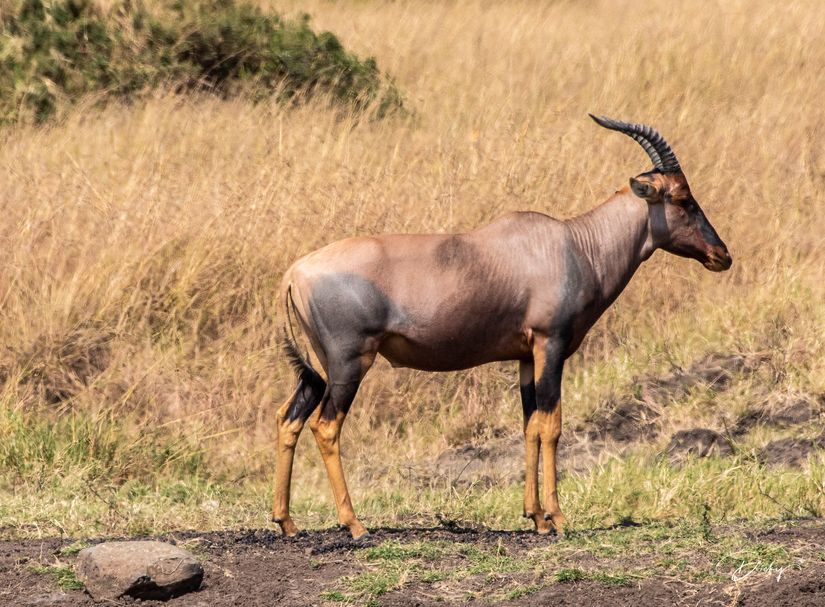 DSC_2198-2 Africa, Africa V, Antilope, Kenya, Masai Mara, To