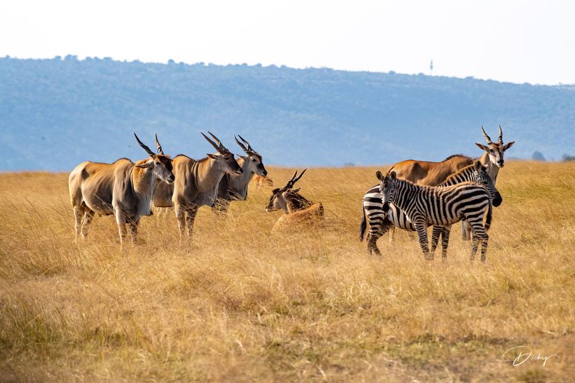 DSC_2440 Africa, Africa V, Antilope, Elai, Kenya, Masai Mara