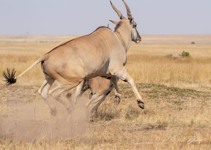 DSC_2454 Africa, Africa V, Antilope, Elai, Kenya, Masai Mara