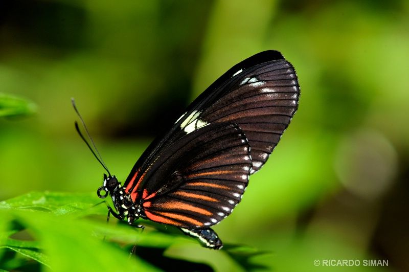 Mariposa en Monteverde