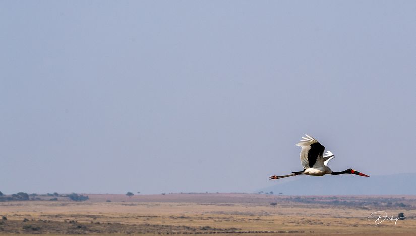 DSC_2394 jabiru africano, Kenya, Masai Mara.jpg