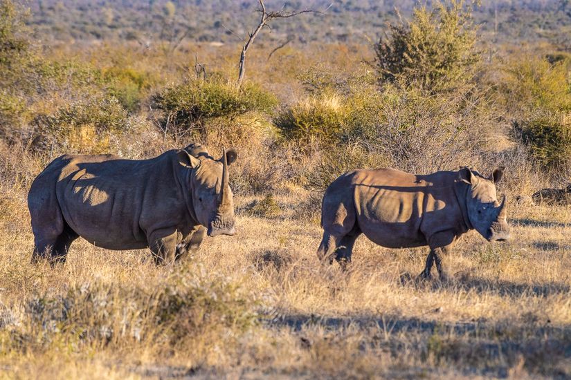 DSC_4640 Africa V, Rinoceronte, Sur Africa.jpg