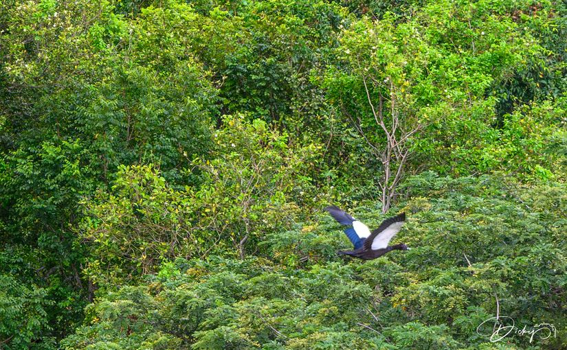 DSC_1355-Mejorado-NR Pato Real, Laguna El Jocotal.jpg