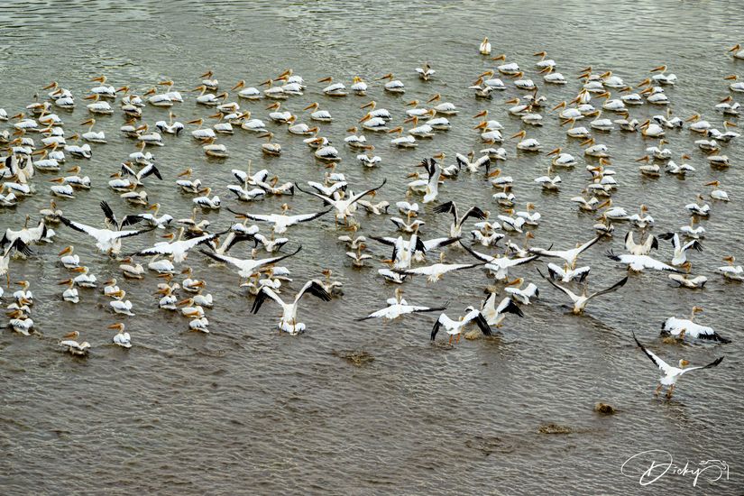 DSC_0854 Pelicanos, Laguna El Jocotal.jpg