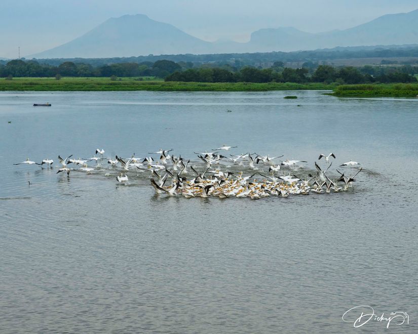 DSC_6211 Pelicanos, Laguna El Jocotal.jpg