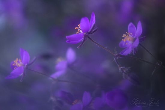 Spergularia purpurea