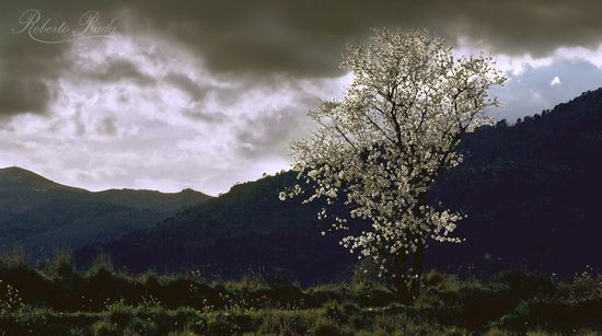 Almendro