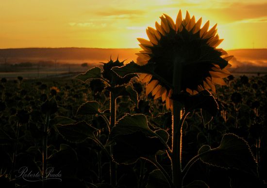 Girasol