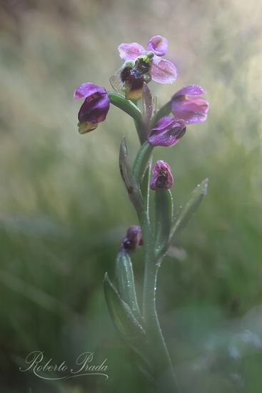 Orquidea avispa (Ophrys tenthredinifera)