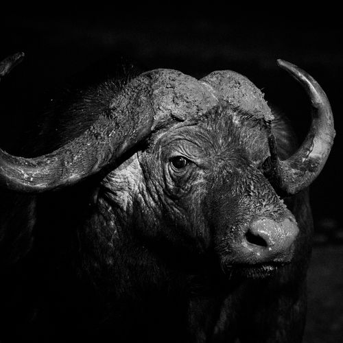 Africa black and white