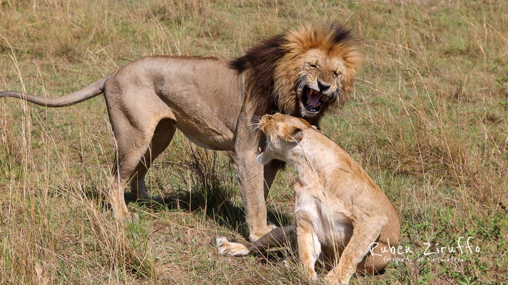 Leones (Panthera leo)