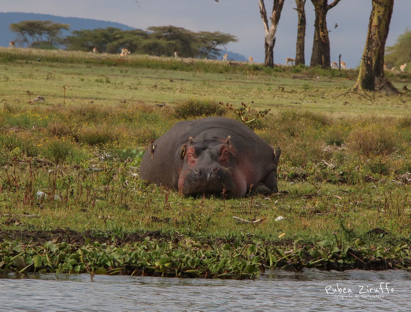 Hipopótamo (Hippopotamus amphibius)