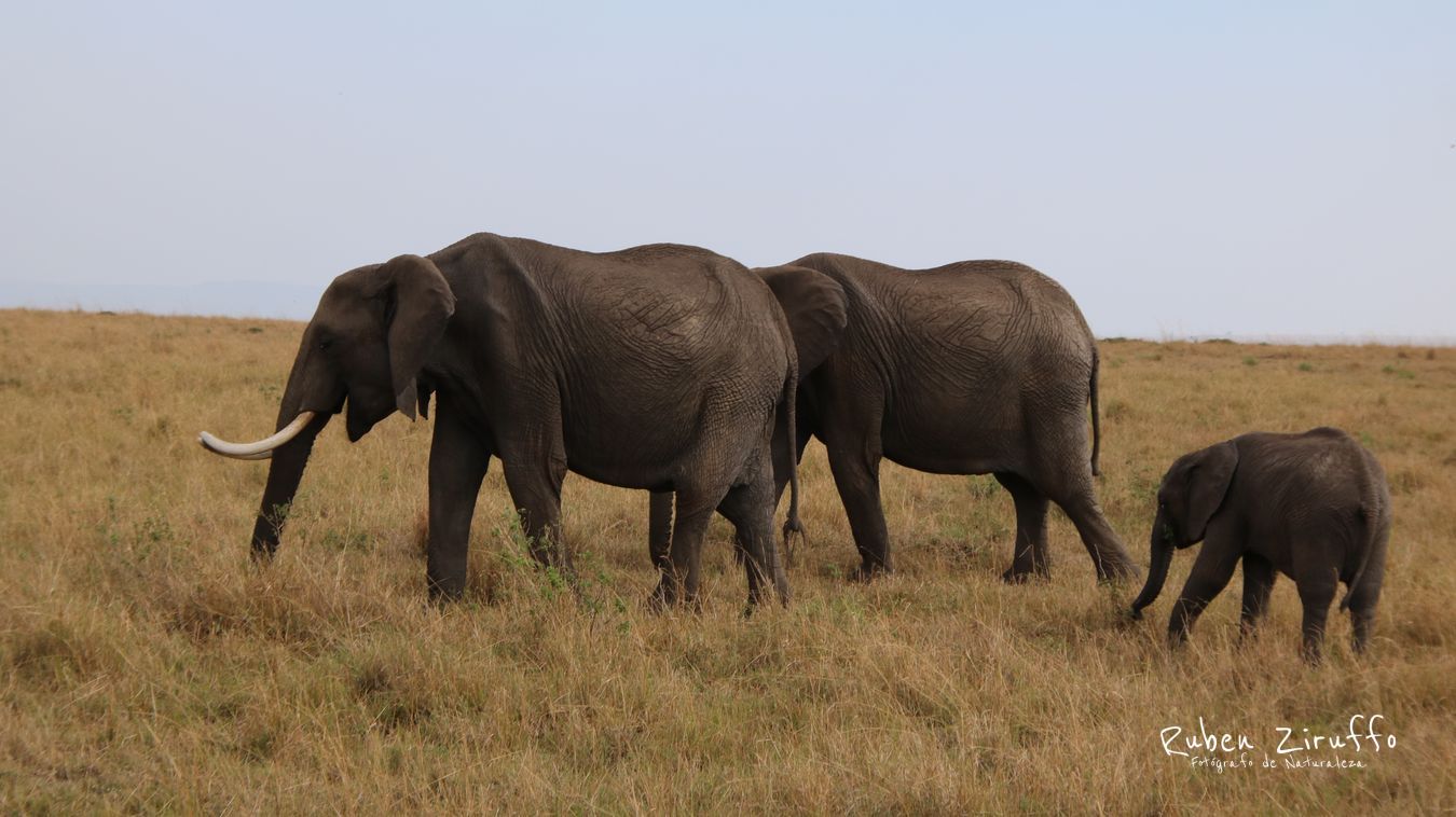 Elefante africano (Loxodonta africana)