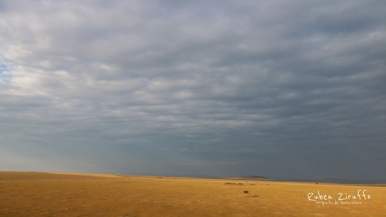 Masai Mara - Kenya - África