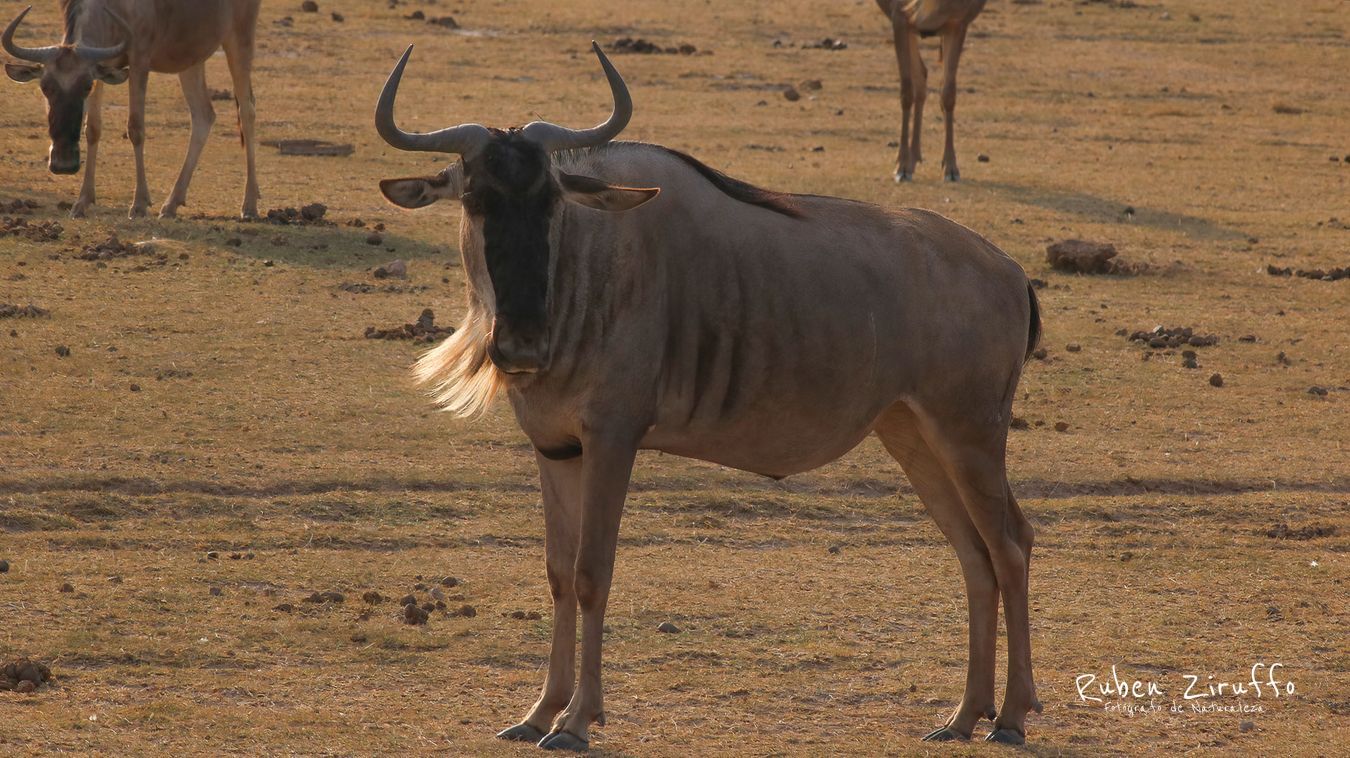 Ñu (Connochaetes taurinus)