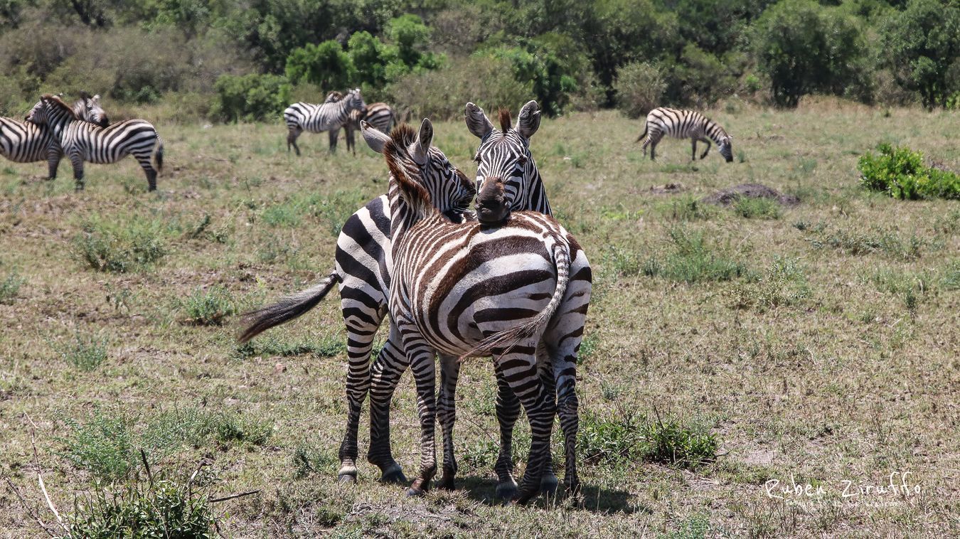 Cebra de Grevy (Equus grevyi) 