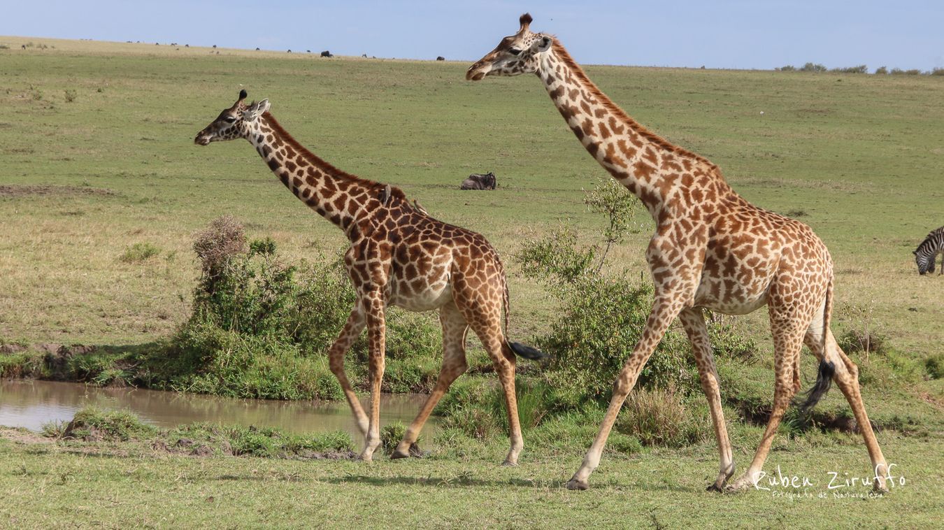 Jirafa (Giraffa camelopardalis) 